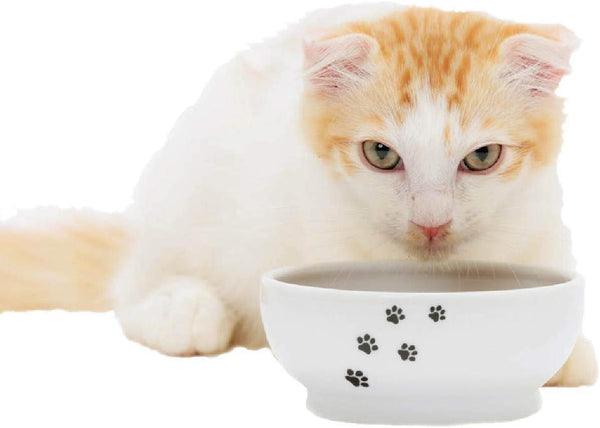 Necoichi Shallow Wide Ceramic Cat Food & Water Bowl (Paw, Basic Flat)1