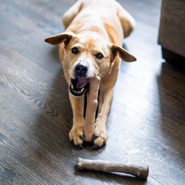 Dogwood Calming Dog Chew Toy – Real-Wood Blend, Moderate Chewers, Medium, 7.5", 2-Pack (Natural & Hemp Flavors)6
