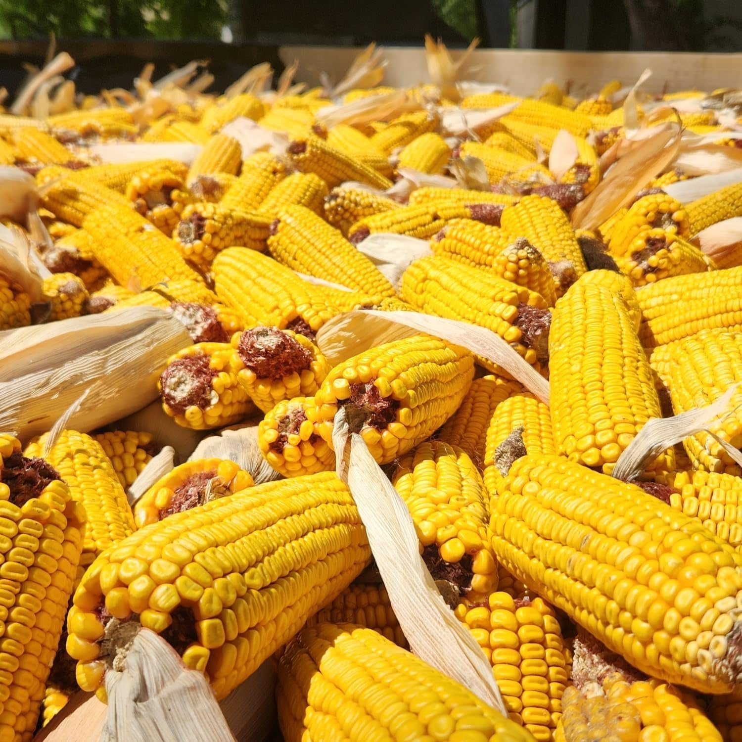 wildlife-treats-ear-corn-kernels-hand-packed-boxes-squirrel-food-10-pound-pack-of-1-yellow