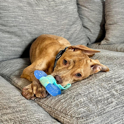 Nylabone Puppy Chew 2-In-1 Teething Freezer Bone Dog Chew Toy, Small | Peanut Butter Flavor, Teething Toys for Puppies, Puppy Teething Freezable to Soothe Sore Gums, for Small Puppies up to 25 Lbs6