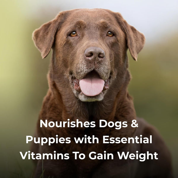 Petag Dyne High Calorie Liquid Nutritional Supplement for Dogs & Puppies 8 Weeks and Older - 16 Oz - Supports Performance and Endurance - Sweet Vanilla Flavor6