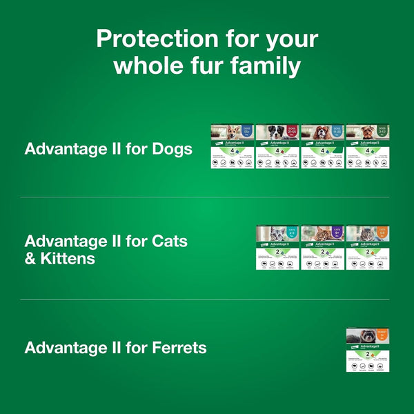 Advantage II Ferret Vet-Recommended Flea Treatment & Prevention | Ferret 1+ Lbs. | 2-Month Supply8