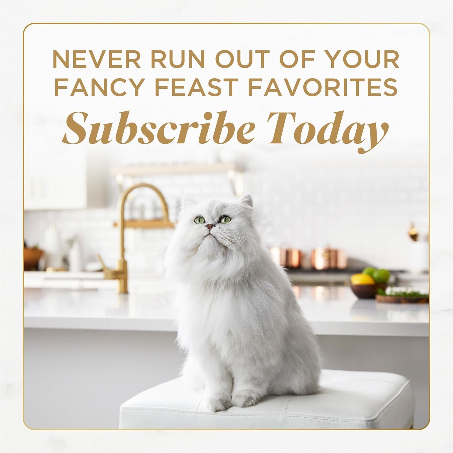 purina-fancy-feast-petites-seared-salmon-wet-cat-food-2-8-oz-12-pack-24-single-servings-made-with-seared-salmon-with-spinach-no-artificial-colors-or-preservatives-conveinent-break-apart-tubs