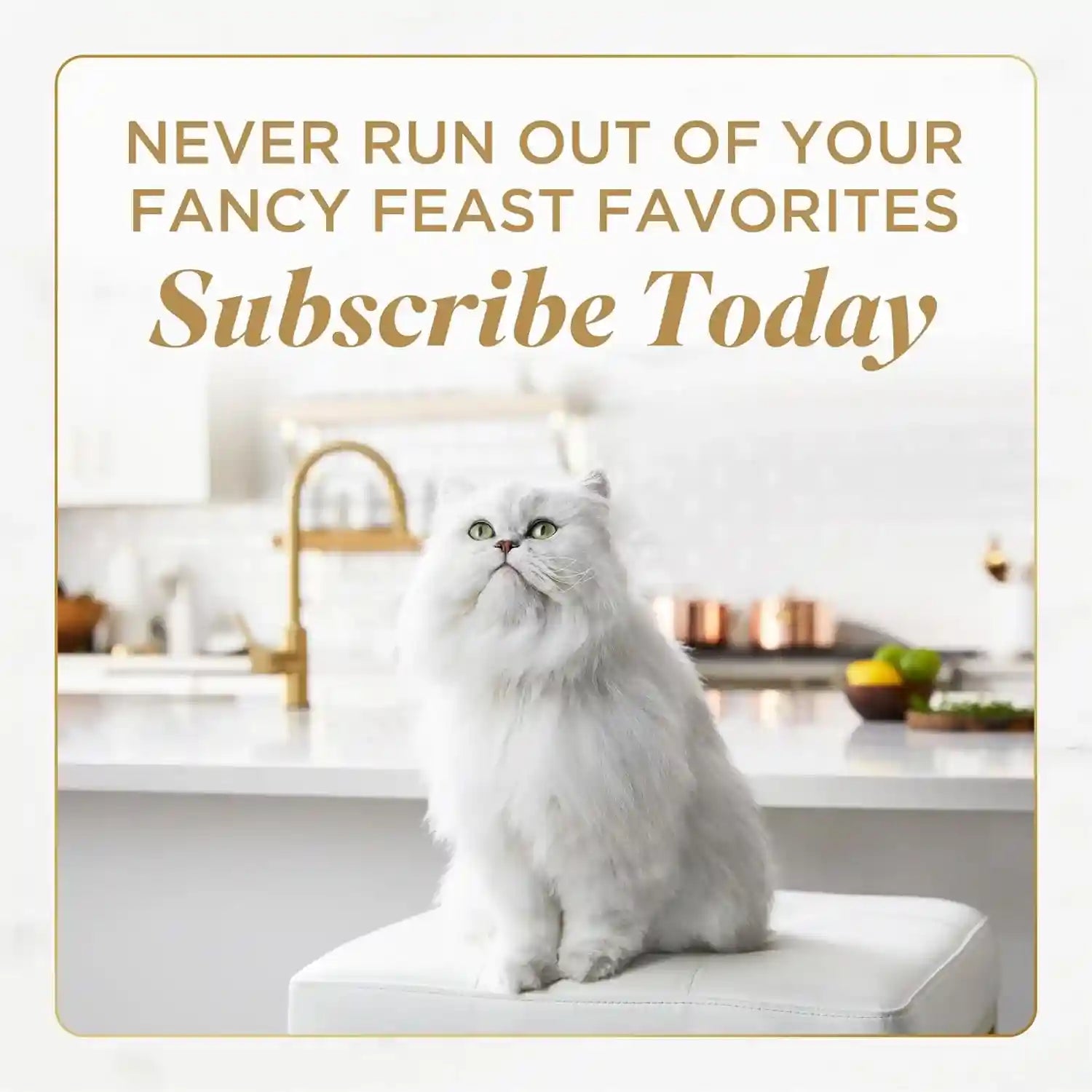 purina-fancy-feast-petites-with-roasted-turkey-entree-with-sweet-potato-in-gravy-gourmet-wet-cat-food-pack-of-12-2-8-oz-tubs