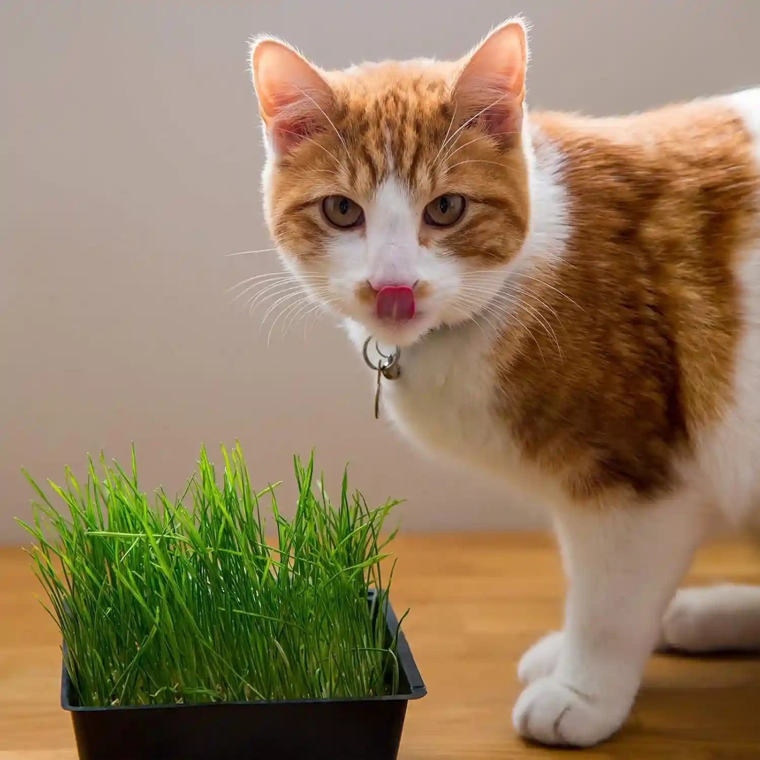 handy-pantry-organic-cat-grass-kit-includes-3-trays-soil-pucks-and-3-packs-non-gmo-wheatgrass-seed-a-healthy-treat-for-cats-dogs-rabbits-more