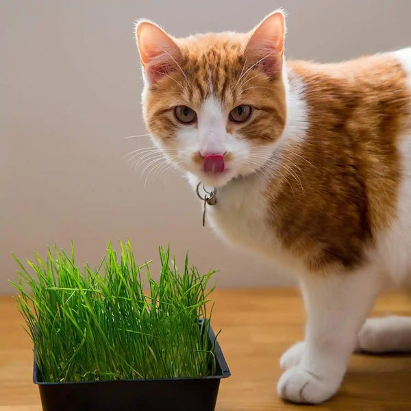 Handy Pantry Organic Cat Grass Kit - Includes 3 Trays, Soil Pucks, and 3 Packs Non GMO Wheatgrass Seed - a Healthy Treat for Cats, Dogs, Rabbits, More6