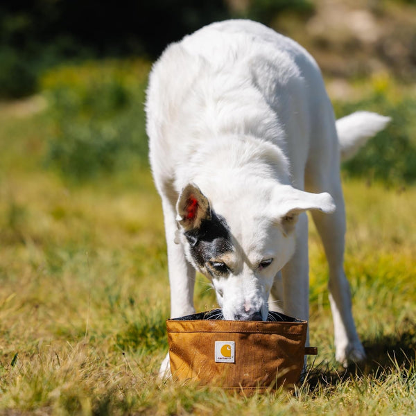 Carhartt Nylon Duck Travel Dog Bowl Carhartt Brown | Packable Dog Bowl for Food and Water, 10 Cup Capacity6