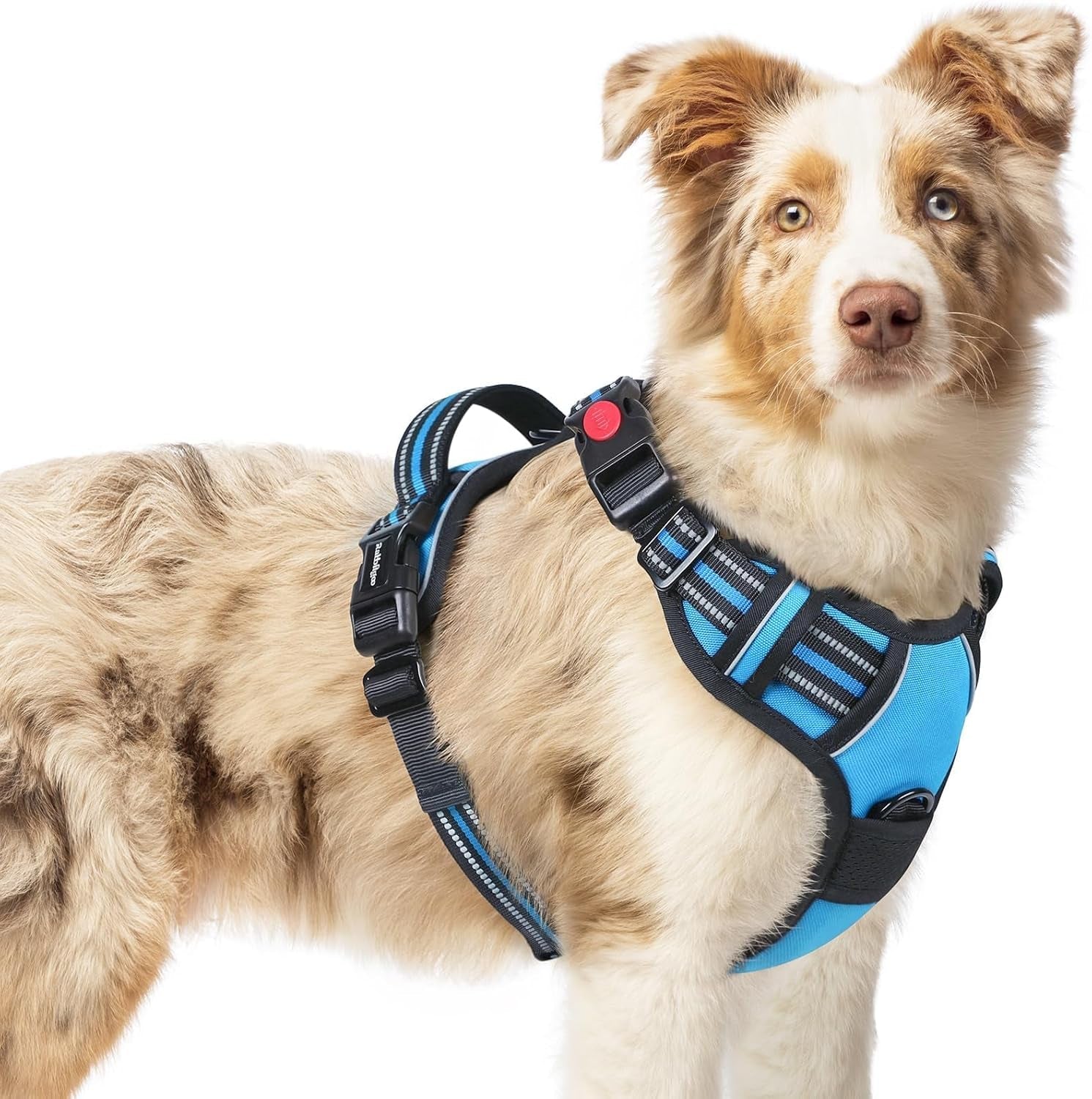 rabbitgoo-dog-harness-medium-sized-updated-easy-on-off-with-3-buckles-no-pull-no-choke-walking-with-2-clips-and-handle-adjustable-soft-reflective-blue-medium