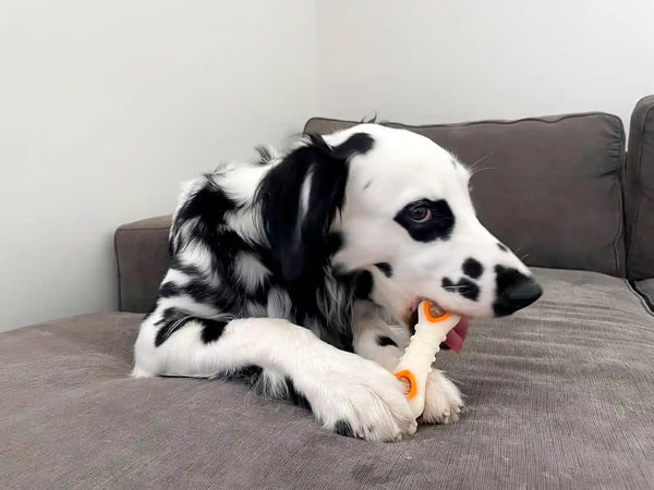 Nylabone Pop-In Treat Toy Chicken Dog Treat Refills, 90 Count | Made with Real Chicken, Fits Any Nylabone Pop-In Treat Toy, All-Natural Dog Treats, Highly Digestible, Limited Ingredients6