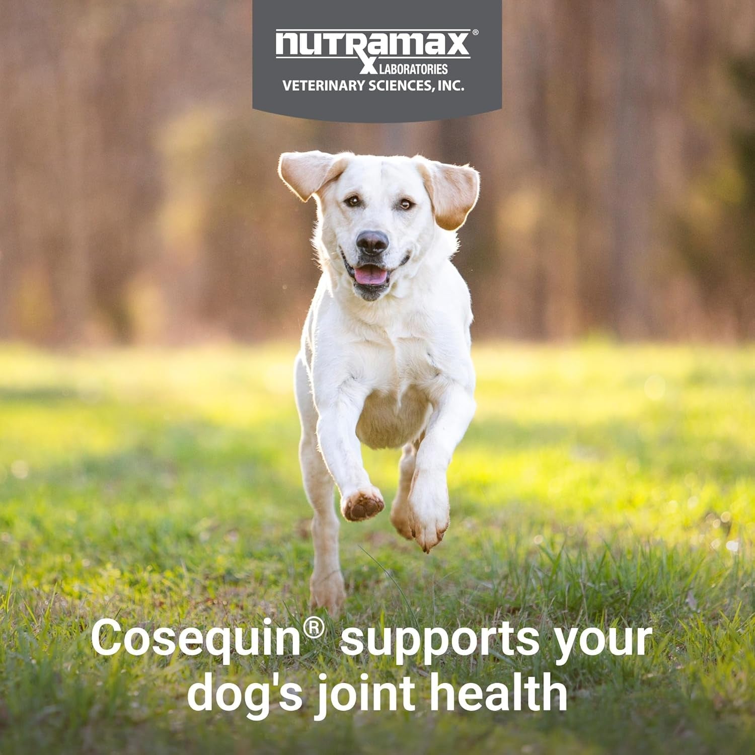 nutramax-cosequin-dog-joint-supplement-skin-coat-soft-chews-60ct-glucosamine-chondroitin-for-dogs-with-msm-omega-3s-supports-joints-skin-and-coat-health-all-ages-sizes