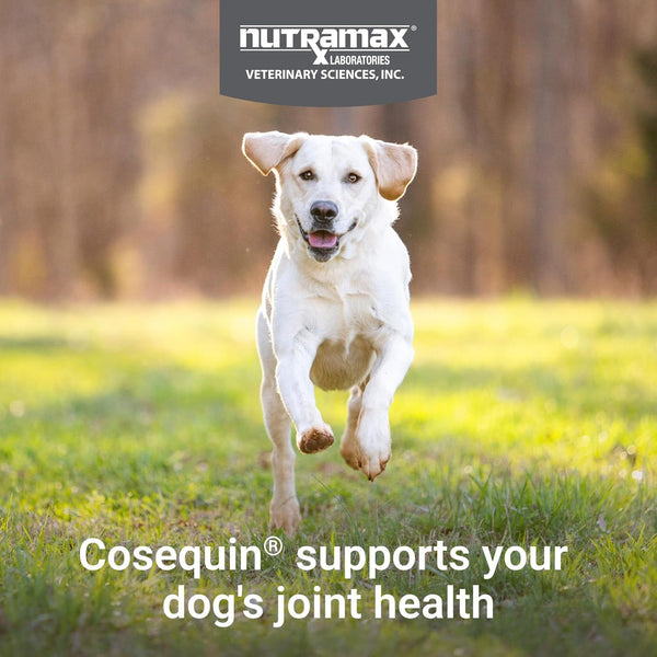 Nutramax Cosequin Dog Joint Supplement, Skin & Coat, Soft Chews, 60Ct | Glucosamine & Chondroitin for Dogs with MSM, Omega-3S, Supports Joints, Skin and Coat Health, All Ages & Sizes3