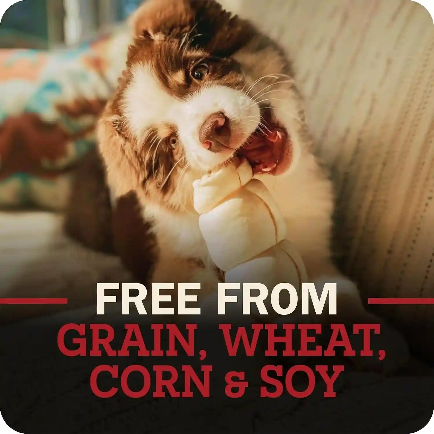 redbarn-pet-products-all-natural-large-beef-cheek-rolls-for-dogs-uncoated-single-ingredient-grain-free-chew-treat-naturally-rich-in-collagen-no-artificial-preservatives-pack-of-4