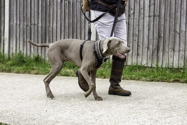 Halti No Pull Harness - Stop Your Dog Pulling on the Leash. Adjustable, Lightweight and Easy to Use. Reflective Dog Training Harness for Large Dogs (Size L, Black)2