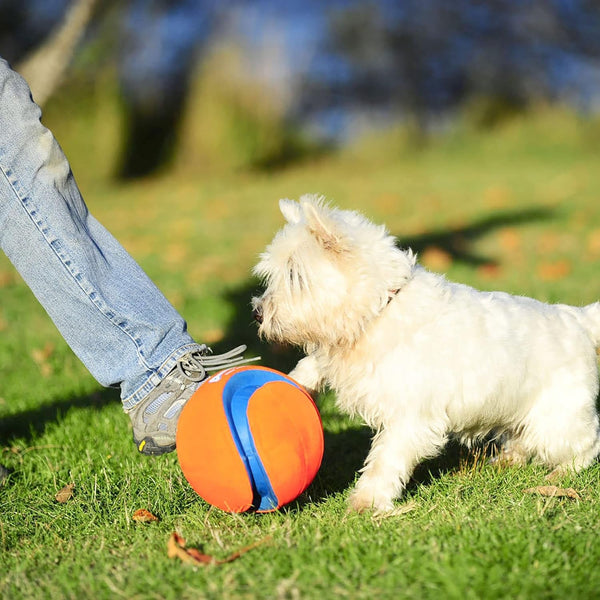 Chuckit! Kick Fetch Ball Dog Toy, Floats in Water, Large 8 Inch Diameter | Durable Rubber and Foam Build, Interactive Play Design, Great for Pool or Lake Sessions, Built for Big Breed Dogs Each Day2