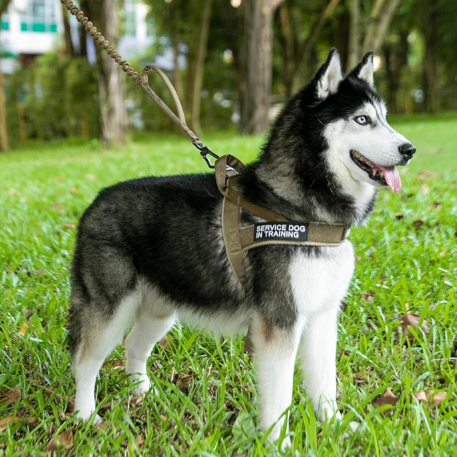 excellent-elite-spanker-no-pull-dog-harness-padded-military-patrol-vest-adjustable-nylon-small-service-walking-dog-harness-with-handle-for-training-runningblk-m-military-dog-harness-cordura-nylon-adjustable-walking-hiking-training-running-for-small-medium-large-dogs