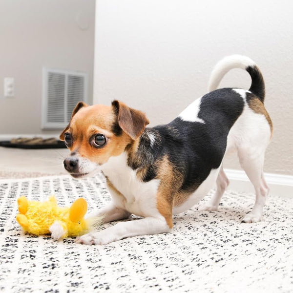 KONG Low Stuffing with Squeaker Dog Toy, X-Small, 3 Animals, Bear, Duck, Frog2