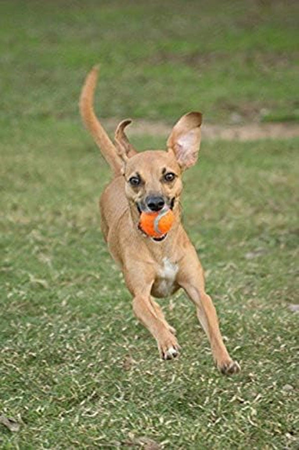 Chuckit! Dog Tennis Ball Dog Toy, Large (3 Inch Diameter) for Dogs 60-100 Lbs, Pack of 28