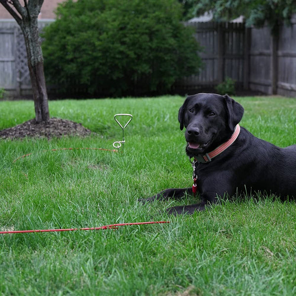 BV Dog Tie Out Cable 30 Feet - Heavy Duty Dog Lead up to 125 Pounds - Reflective & Rust-Free with Quick Release Swivel Clips & 360° Rotating Clasp - Tangle-Free Dogs Runner for Yard (Red, Single)9