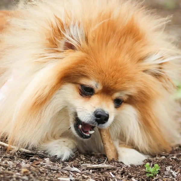Nylabone Healthy Edibles Natural Chews, Long Lasting Dog Bones, Healthy Dog Treats, Bacon Flavor, X-Small (8 Count)2