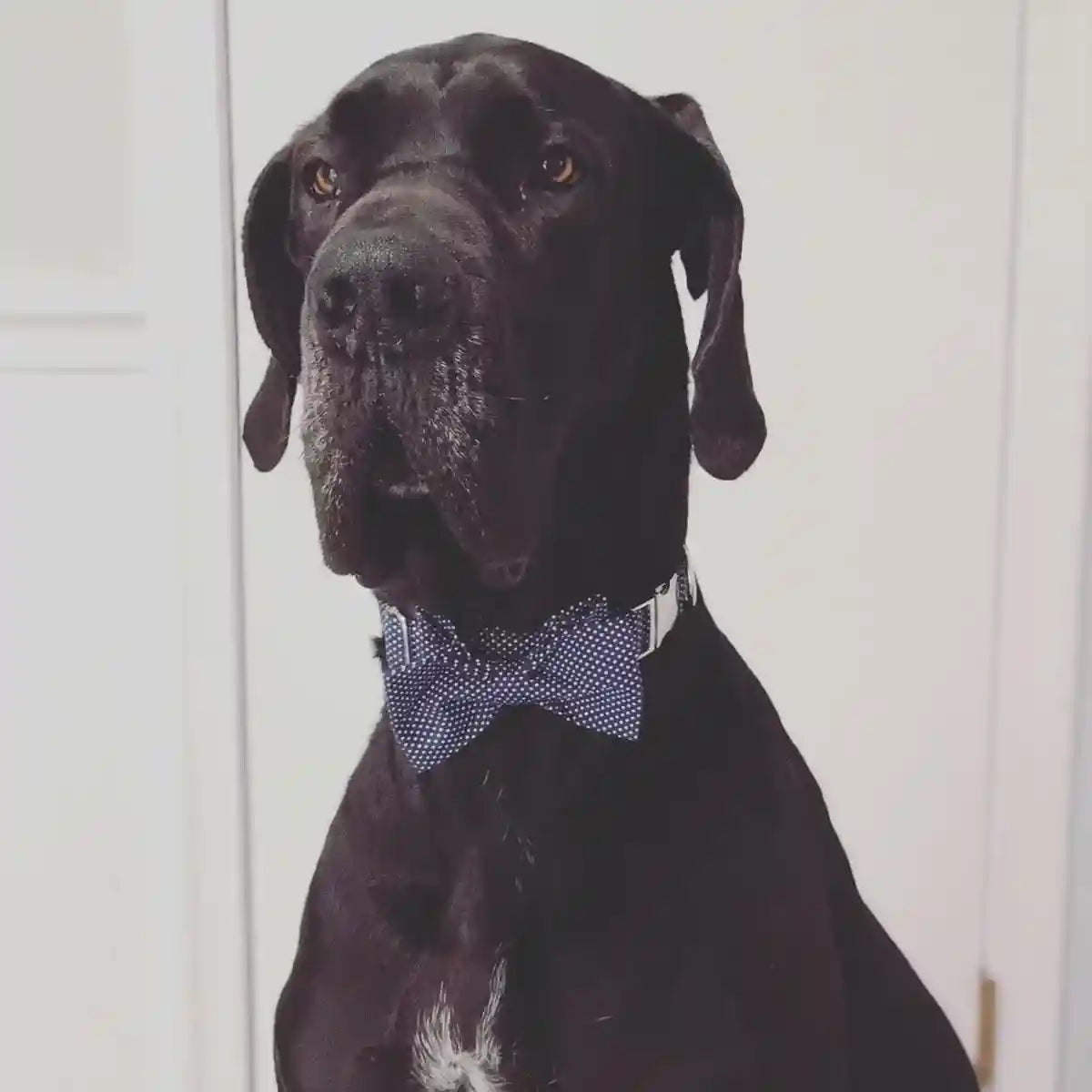 lionet-paws-boy-dog-collar-with-bowtie-comfortable-adjustable-cute-navy-blue-bow-tie-collar-for-male-dogs-gift-xlarge-neck-16-26-inches