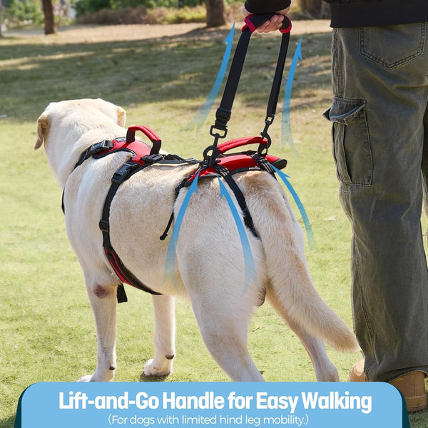 Dog Lifting Harness for Medium Dogs, Dual Handle Dog Support Harness for Daily Walking Assistance, Male Dog-Friendly, Breathable & Easy on Mobility Aid, Red, M2