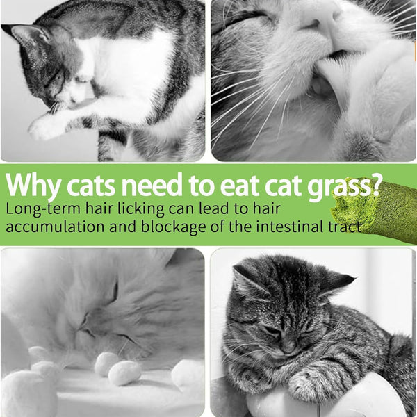 Meowly 110G Cat Grass ﻿Sticks for Cats, Natural Chicken Flavored Cat Grass ﻿Sticks for Teeth Cleaning and Hairball Remedy7