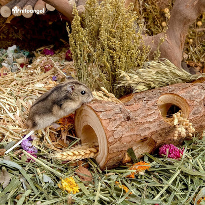 Niteangel Natural Wooden Hamster Mouse Tunnel Tube Toy Forest Hollow Tree Trunk4