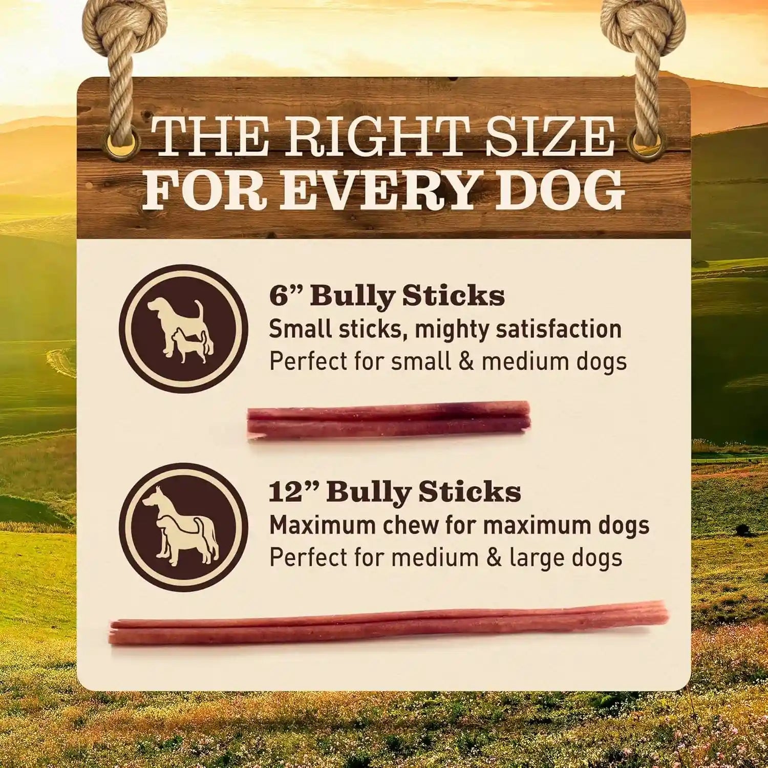 pet-odor-free-standard-bully-sticks-12-5-pack-100-grass-fed-beef-pizzle-dog-chews-fully-digestible-long-lasting-dental-treats