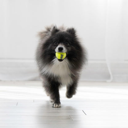 KONG - Squeakair Ball - Dog Toy Premium Squeak Tennis Ball, Gentle on Teeth (X-Small (6 Pack))4