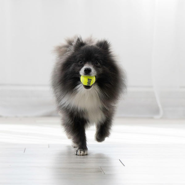 KONG - Squeakair Ball - Dog Toy Premium Squeak Tennis Ball, Gentle on Teeth (X-Small (6 Pack))4