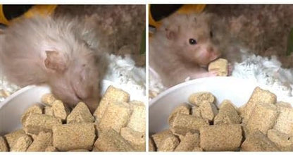 Rodent Blocks - Nutritional Rodent Food - for Rats, Mice, Squirrels, Degus (3 Lb.)5