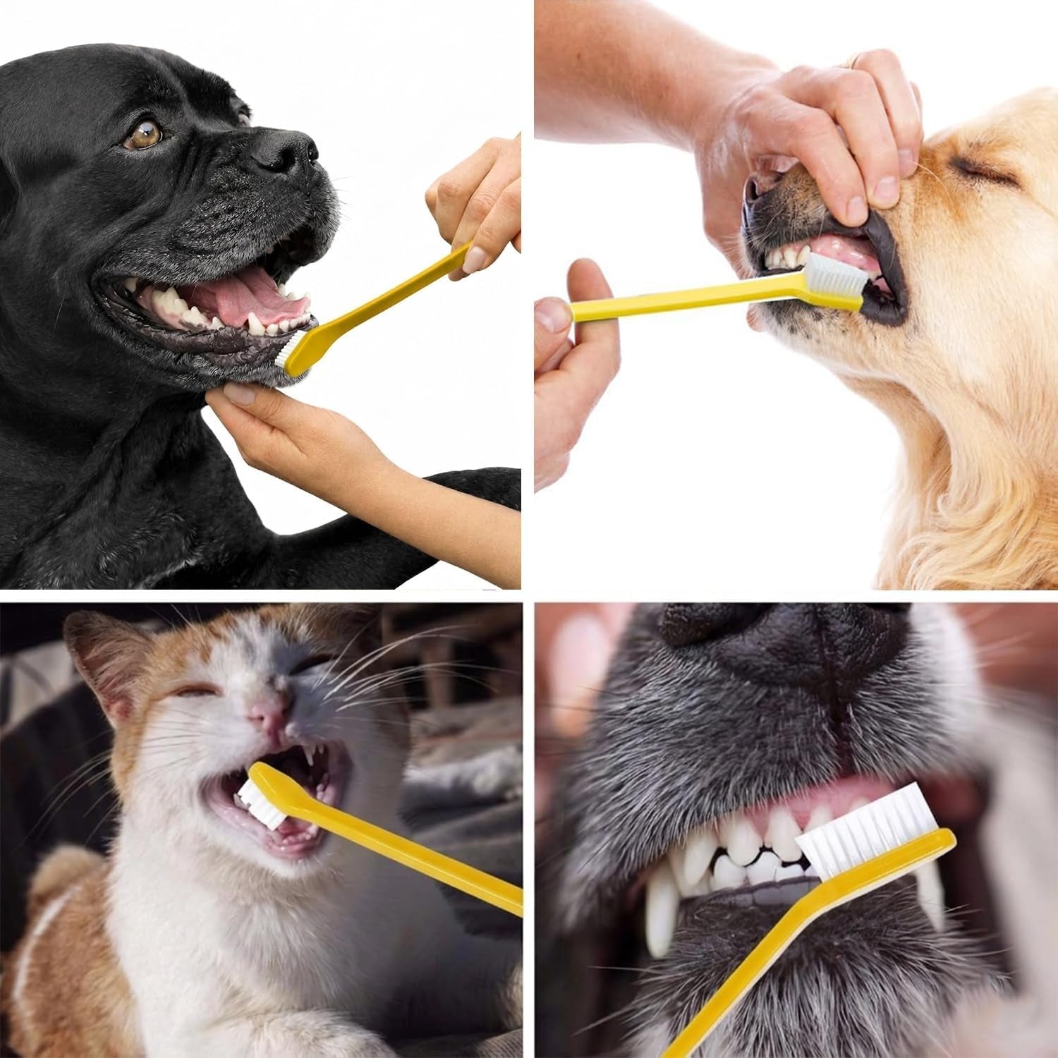 pet-republique-dog-toothbrush-set-of-6-dual-headed-dental-hygiene-brushes-for-small-to-large-dogs-cats-and-most-pets