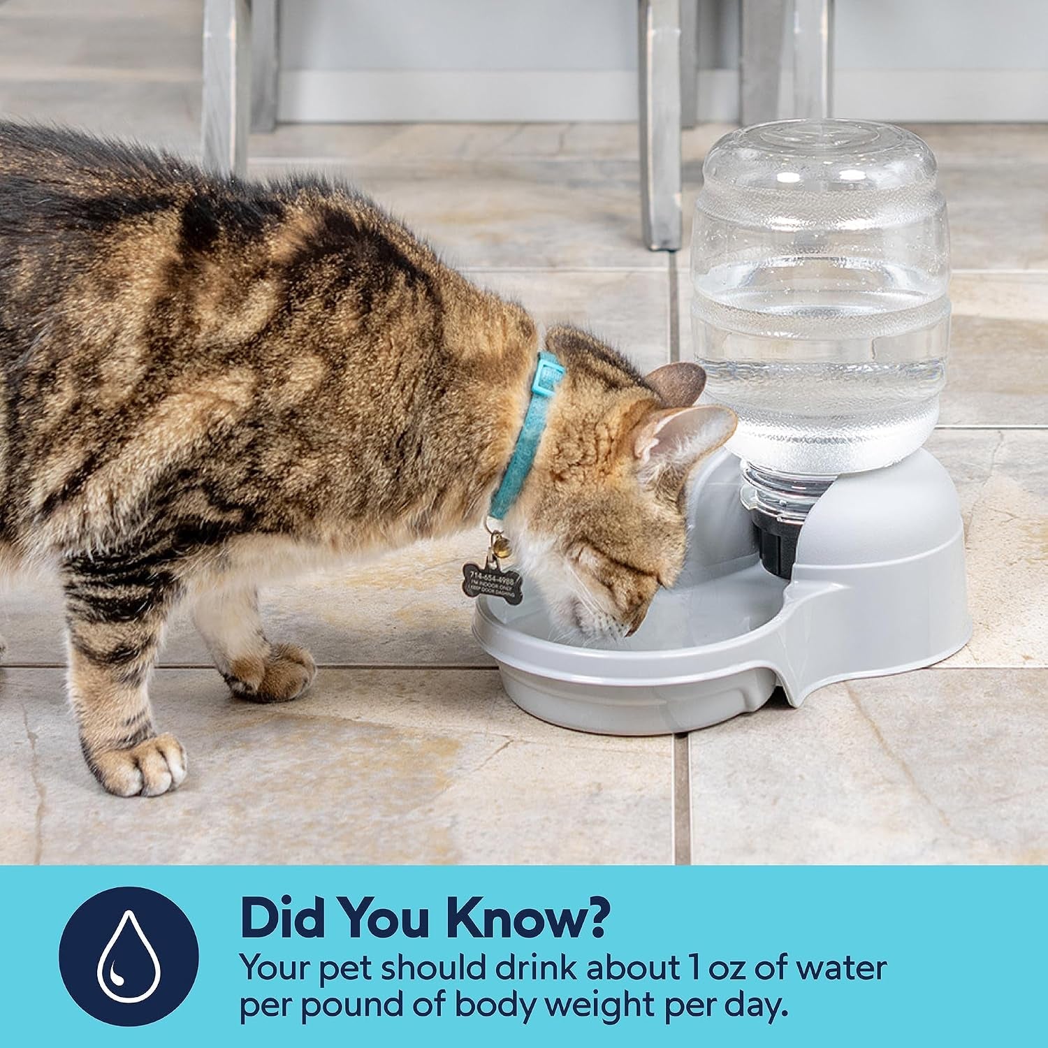 aspen-pet-lebistro-cat-and-dog-water-dispenser-made-in-usa