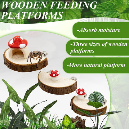Jumping Spider Habitat Accessories Enclosure Habitat Accessories Jumping Spider Web Climbing and Feeding Platforms with Magnets for Small Insects Critters4