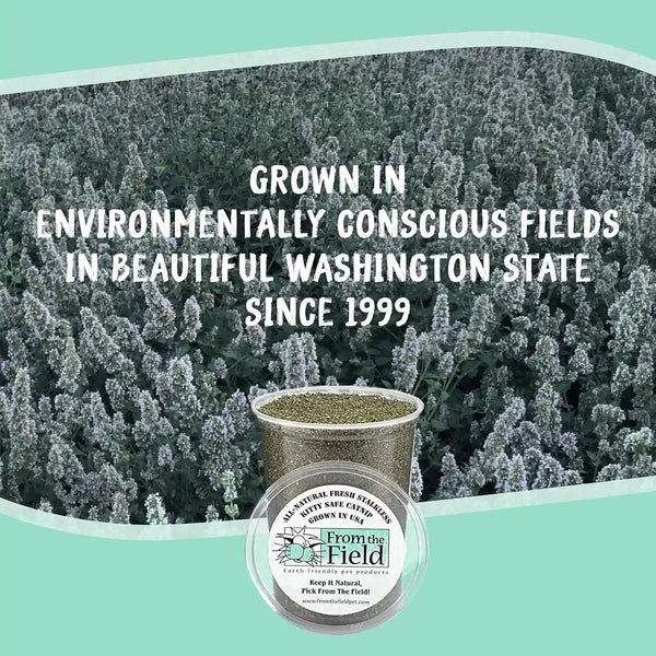 From the Field | Fine Ground Stalkless Catnip | Premium Usa-Grown Catnip for Toys & Playtime | Fresh, Potent, Non-Toxic, Eco-Friendly | Safe for Kittens & Cats | Resealable 6 Oz Tub7