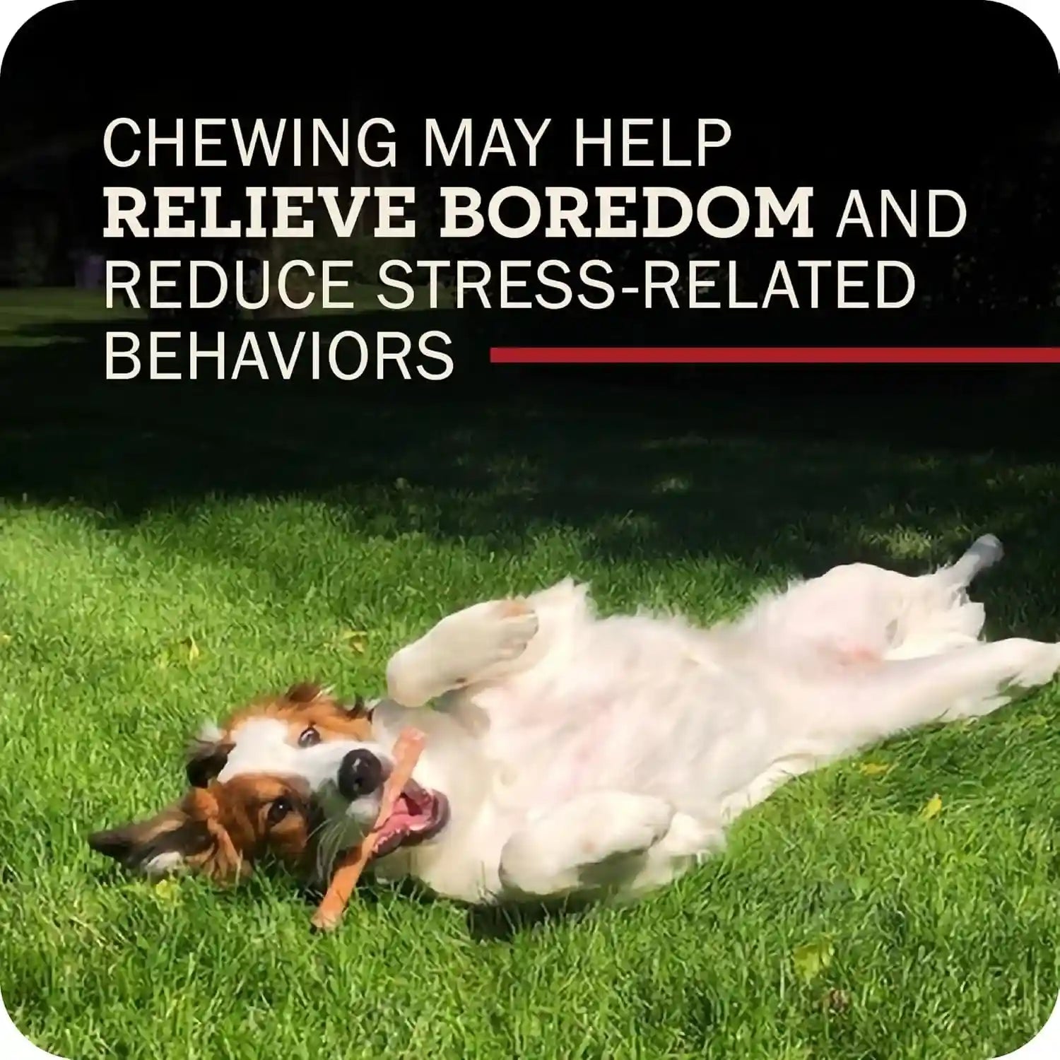 redbarn-premium-bully-sticks-for-dogs-7-inch-6-count-long-lasting-rawhide-free-slow-roasted-low-odor-highly-digestible-single-ingredient-chews-all-natural-dental-treats-for-chewers