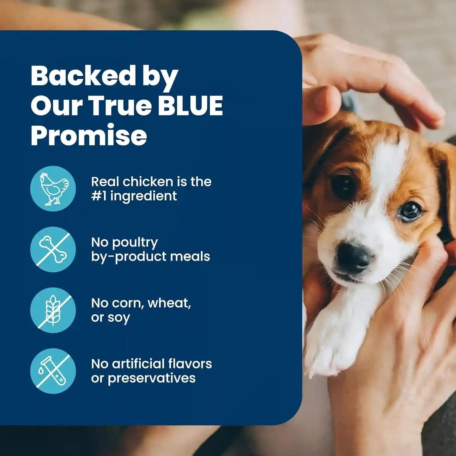 blue-buffalo-life-protection-formula-chicken-small-breed-puppy-food-5-lb-with-dha-for-brain-development-real-chicken-1-ingredient-antioxidant-rich-lifesource-bits-formulated-for-small-breed-dogs