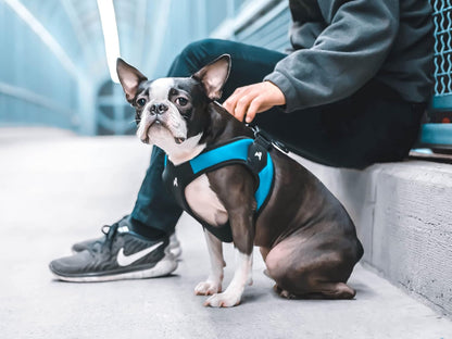 Gooby - Escape Free Easy Fit Harness, Small Dog Step-In Harness for Dogs That like to Escape Their Harness, Turquoise, Small7