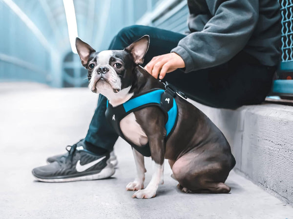 Gooby - Escape Free Easy Fit Harness, Small Dog Step-In Harness for Dogs That like to Escape Their Harness, Turquoise, Small7