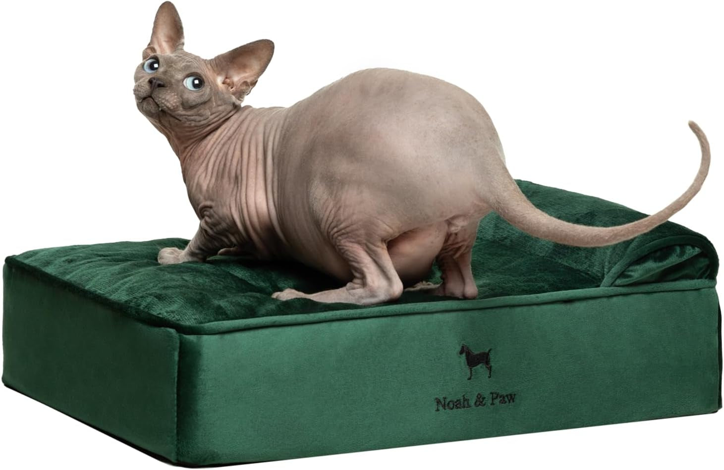 noah-paw-large-dog-bed-35x25x8-7-inch-orthopedic-dog-beds-eggshell-memory-foam-infused-with-cooling-gel-water-resistant-machine-washable-includes-inner-cover-velvet-collection