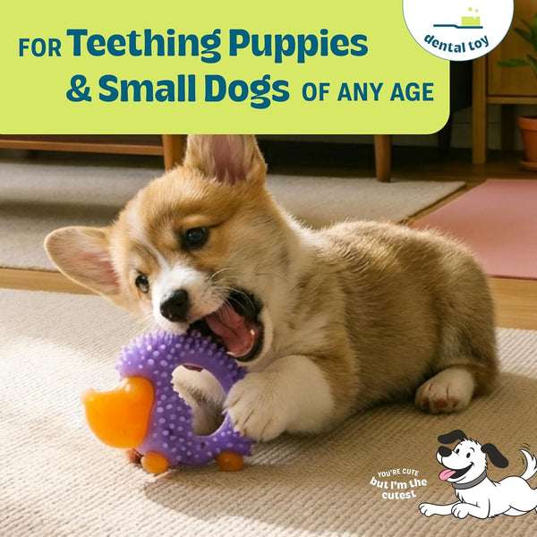 Cutie Chewies Hedgehog Dental Dog Chew Toy — Multi-Textured, Massages Gums, Floats & Bounces for Teething Puppies & Small Dogs, 5" X 3.5" X 1"2