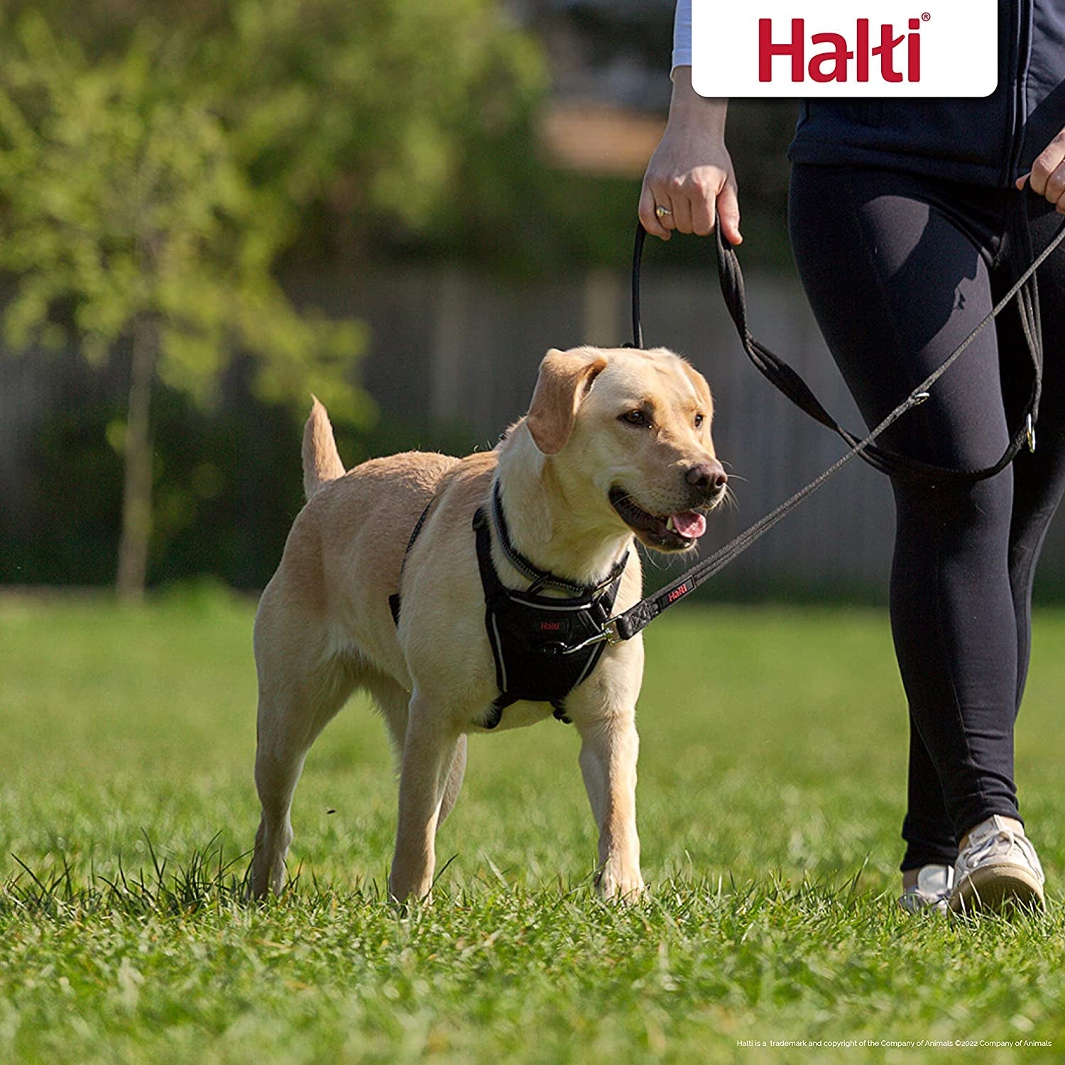halti-no-pull-harness-size-medium-training-leash-size-large-black-bundle-stop-your-dog-pulling-on-the-leash-adjustable-lightweight-and-easy-to-use-suitable-for-medium-dogs