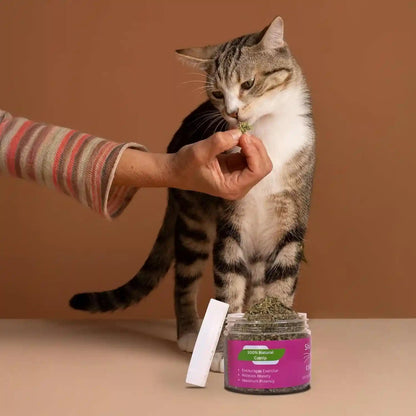 Catnip for Cats with Leaves and Flower Seeds 100% Natural and Organic Catnip Premium Cat Nip for Cats & Kittens Used as a Snack or Refillable Catnip Treats for Cats (1/2 Cup)7