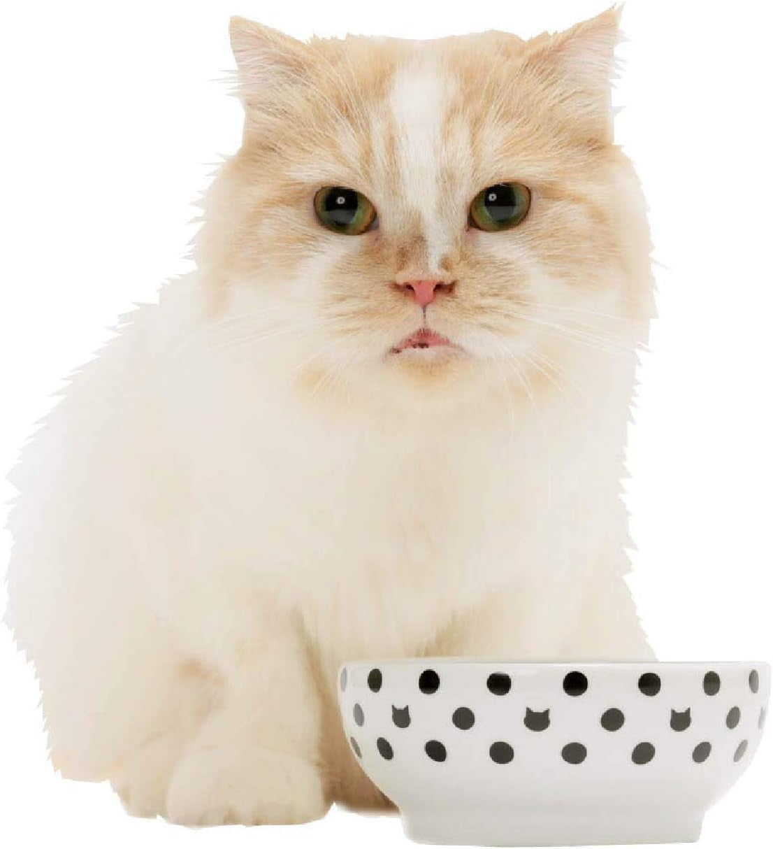 necoichi-shallow-wide-ceramic-cat-food-water-bowl-paw-basic-flat