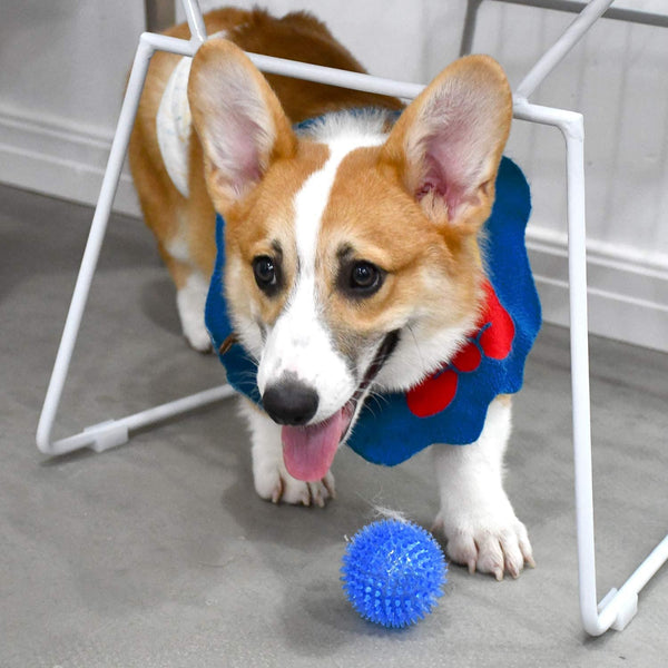 SHARLOVY Squeaky Balls for Pet Small Puppy, 6 Pack TPR Fetch Spike Balls for Dogs, Rubber 6 Pack Bright Colors Chew Teething Dog Toys, for Clean Teeth and Training, for Puppy Chew and Teething7