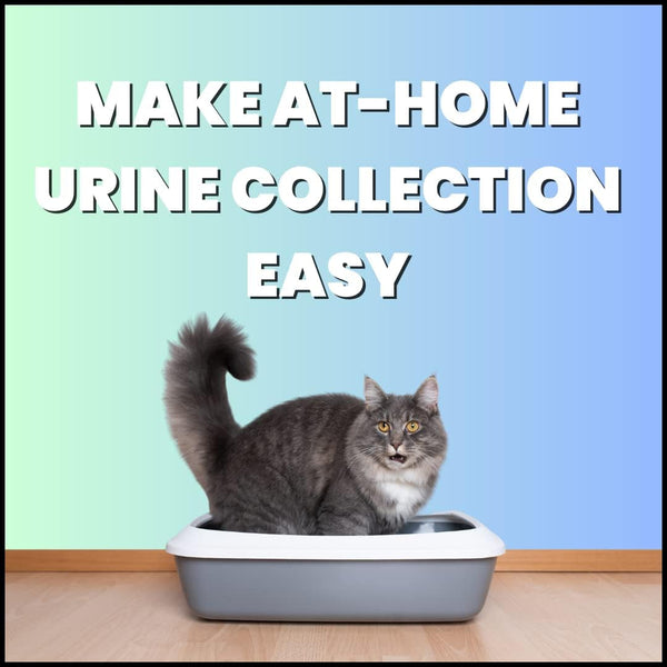 Creative Science Nosorb Non-Absorbent Cat Litter | 6 Oz | Easily Collect Urine Samples from Cats3
