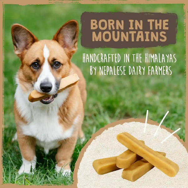 Mighty Paw Yak Chews, Long Lasting Hard Chew for Large Dogs, 4 Pack | Milk, Salt & Lime Juice, Grain-Free, Lactose-Free, Odor-Free, 68G Protein per Stick, Aggressive Chewers, Puppy Teething7