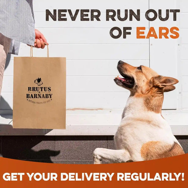 BRUTUS & BARNABY Cow Ears for Dogs – Whole Ears 12 Ct, Thick Cut, Grass-Fed Angus Beef, All-Natural No-Rawhide Dog Treat Alternative8