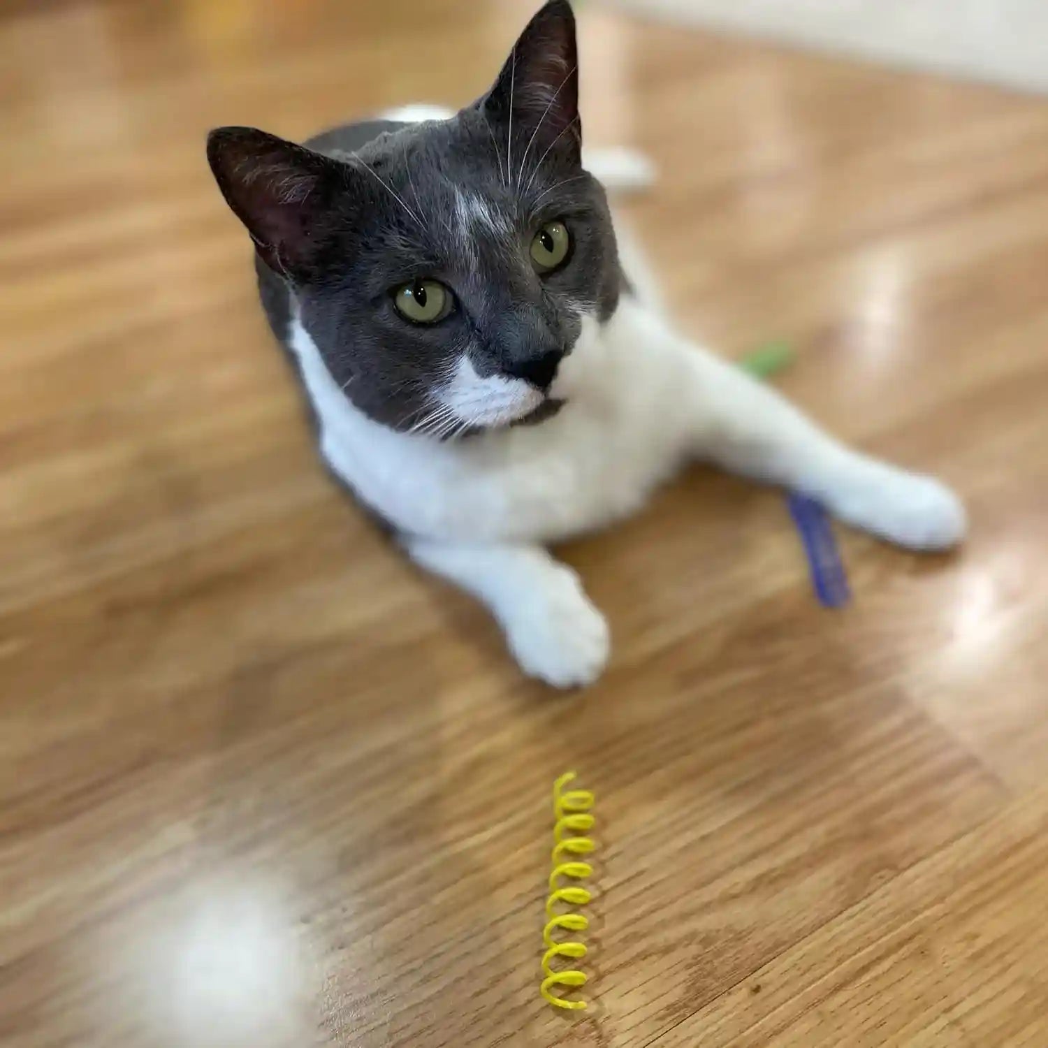 spot-colorful-springs-cat-toys-3-bouncy-coils-for-indoor-cats-kittens-to-swat-chase-bite-safe-lightweight-plastic-interactive-enrichment-toys-10-pack-multi-color
