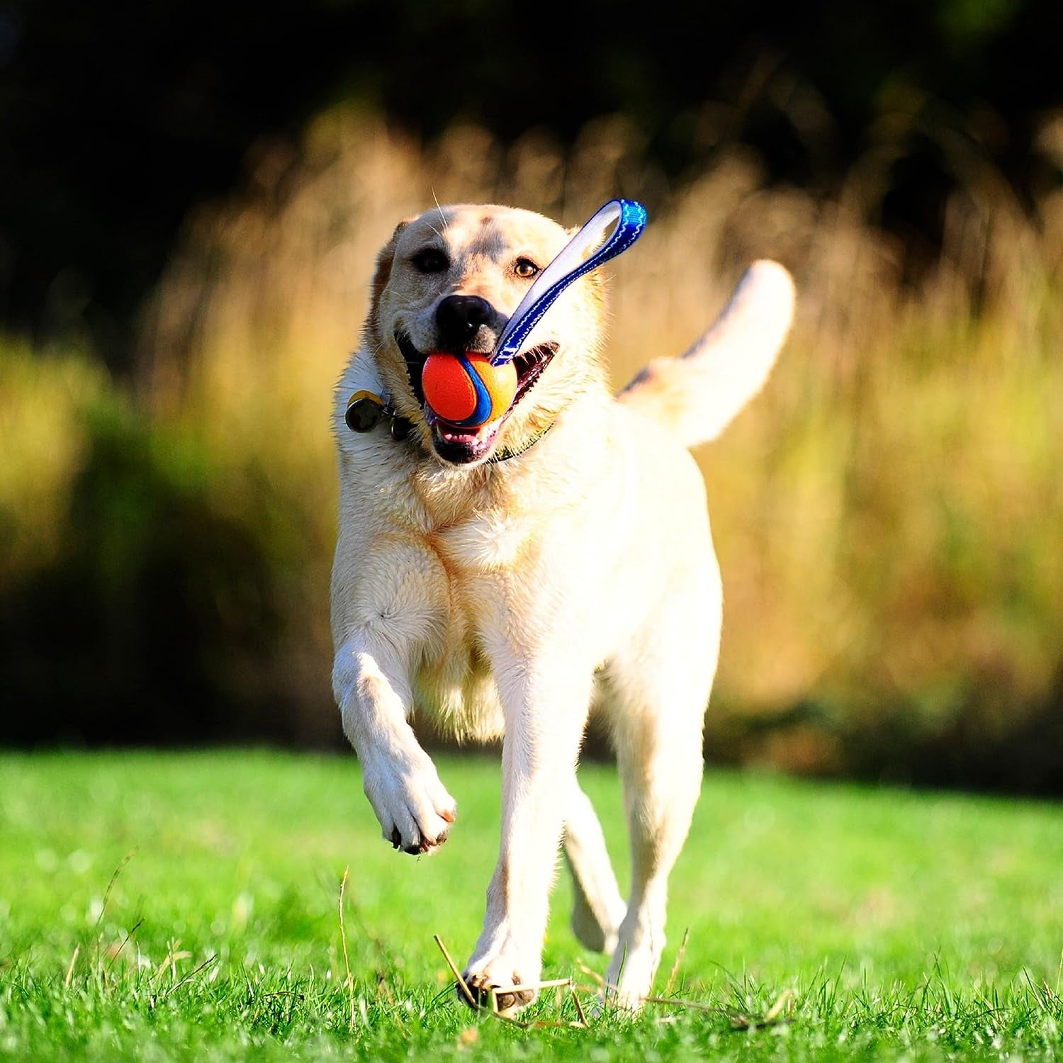 chuckit-ultra-tug-dog-toy-medium-fetch-and-dog-ball-tug-toy-for-dogs-20-60-pounds